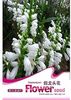 Physostegia.-3