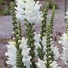Physostegia. - 2
