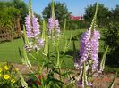 Physostegia. rosa -1