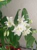 Dendrobium Spring Dream  (9-01-2020)