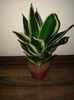 Sansevieria hahnii jade pagoda