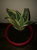 Sansevieria golden hahnii