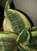 Sansevieria golden hahnii