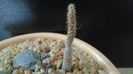 Pterocactus australis