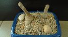 Grup de 2 Pterocactus