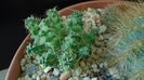 Puna subterranea f. incahuasi (Maihueniopsis)