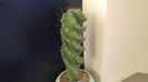 Cereus forbesii cv. spiralis = Cereus hankeanus