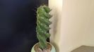 Cereus forbesii cv. spiralis = Cereus hankeanus