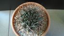 Gymnocalycium schickendantzii