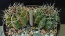 Gymnocalycium damsii v. tucavocense, 2 ex.