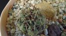 Gymnocalycium gibbosum