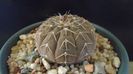 Gymnocalycium stellatum