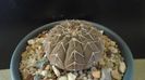 Gymnocalycium stellatum
