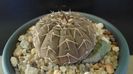 Gymnocalycium stellatum