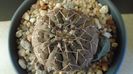 Gymnocalycium stellatum