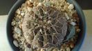 Gymnocalycium stellatum