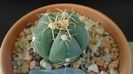 Gymnocalycium horstii