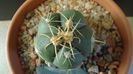 Gymnocalycium horstii