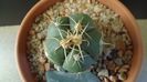 Gymnocalycium horstii