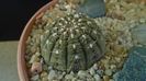 Gymnocalycium ragonesei