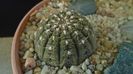 Gymnocalycium ragonesei