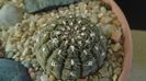 Gymnocalycium ragonesei