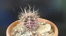 Gymnocalycium neuhuberi