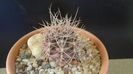 Gymnocalycium neuhuberi