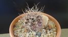 Gymnocalycium neuhuberi
