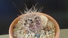 Gymnocalycium neuhuberi