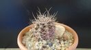 Gymnocalycium neuhuberi