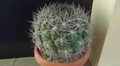 Gymnocalycium saglionis