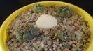 Grup de 4 Gymnocalycium
