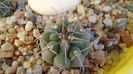 Gymnocalycium castellanosii
