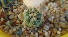 Gymnocalycium denudatum