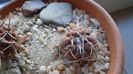 Gymnocalycium spegazzinii ssp. sarkae, KP54, San Felipe, Argentina