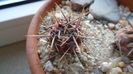 Gymnocalycium gibbosum v. nigrum