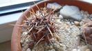 Gymnocalycium gibbosum v. nigrum