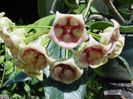 HOYA ARCHBOLDIANA