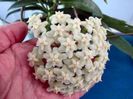 HOYA CELATA from the Philippines