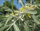 Salcioara-sau-salcie-mirositoare_Elaeagnus-angustifolia_3