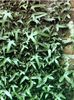 hedera-helix-sagittifolia-