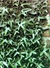 hedera-helix-sagittifolia-