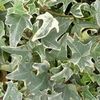 Hedera-helix-Sagittifolia-Variegata-Lierre-grimpant-à