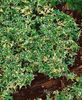 Helix Dagittifolia Variegata