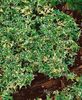 Helix Dagittifolia Variegata