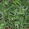 Helix Sagittifolia Ivy