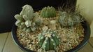 Grup de 4 Astrophytum