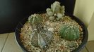 Grup de 4 Astrophytum