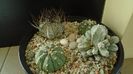 Grup de 4 Astrophytum